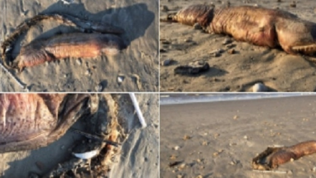 La strana e ignota creatura marina rinvenuta nella costa texana