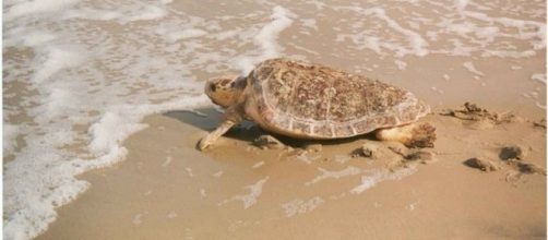 Female loggerhead sea turtle (Credit &ndash; wikimediacommons)