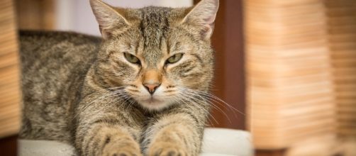 Researchers found a link between cat parasite Toxoplasma gondii and several neurological disorders/Photo via bogitw, PIxabay