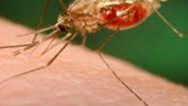 Bologna, due nuovi casi di malaria.