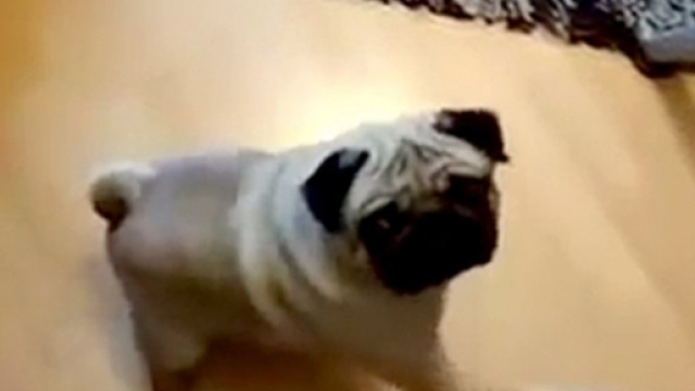 Il cane fa il saluto romano a comando