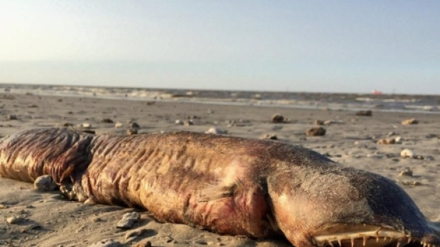 L'uragano Harvey dopo il suo passaggio ha fatto affiorare in una spiaggia del Texas questa strana creatura.