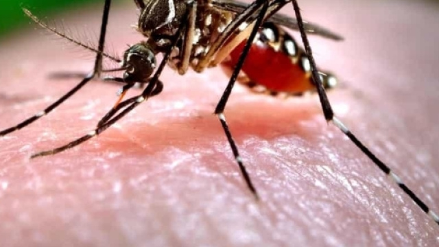 Chikungunya, due casi nelle Marche, uno in provincia di Ancona