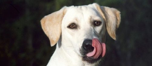 Lamber o focinho &eacute; um sinal de impaci&ecirc;ncia