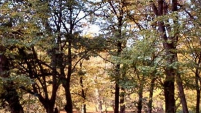 Cinquantasettenne tedesca violentata a Villa Borghese: