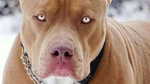 Il pitbull &egrave; soltanto una delle 18 razze di cani ritenute pericolose per l'uomo