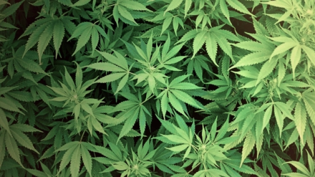 La piantagione &egrave; stata scoperta dalla Polizia.