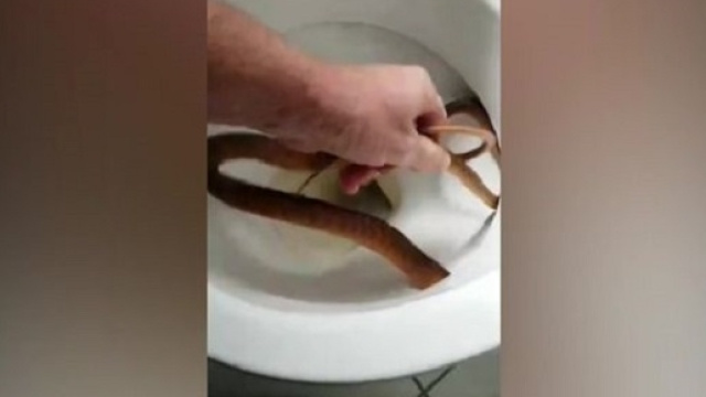 Serpente ritrovato dentro un water