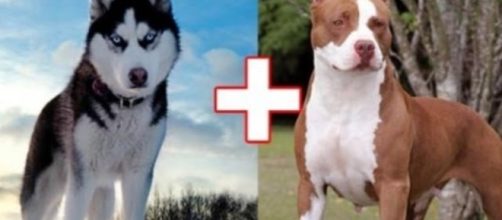 O pit bull e o husky siberiano foram duas ra&ccedil;as escolhidas para uma cruza (foto: site gadoo.com)