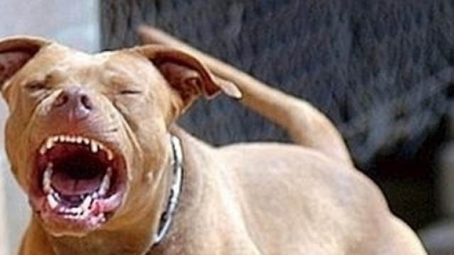 Due Pitbull sbranano ed uccidono una bambina. Perch&egrave; accadono queste cose?