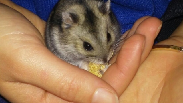 Michael Jackson, il mio bellissimo Whinter White. Foto di Daniele Perri.