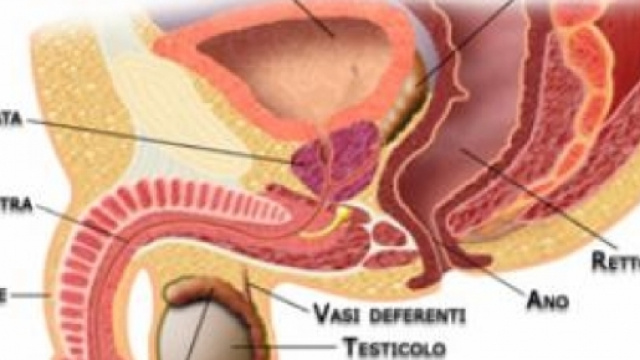 Per gli uomini alti, rischio maggiore di cancro ai testicoli ... - julienews.it