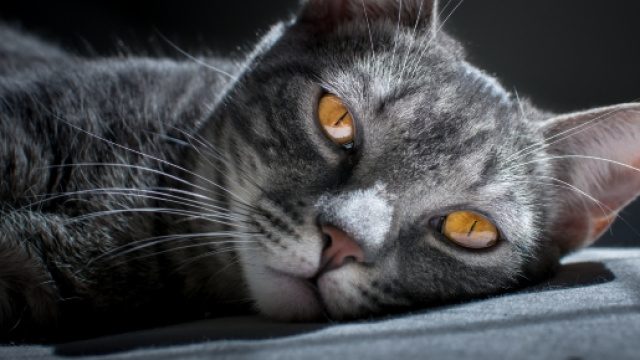 Gatto striato grigio e bianco con profondi occhi gialli (da unsplash.com - Matheus Queiroz)