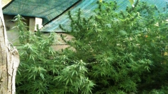 L'uomo aveva allestito una piccola serra in un terreno attiguo alla sua abitazione.