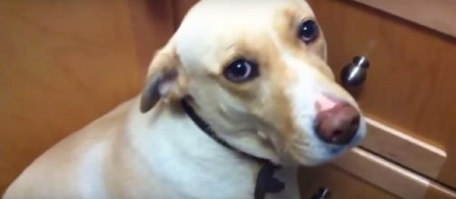 New law criminalizes bestiality (Not the actual Scott Turner allegedly acted against) (Image from mihaifrancu/Youtube)