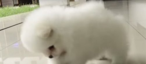 Know about the harmful toxins for your pets. Youtube/Cosy Clothes