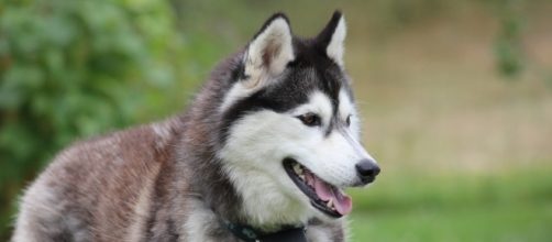 A coyote hunter shot a New Jersey family's Alaskan Shepherd dog with a crossbow [Image: Pxhere/CC0]