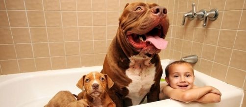 Conhe&ccedil;a Hulk, o maior Pitbull do mundo &ndash; Blog Animal - com.br