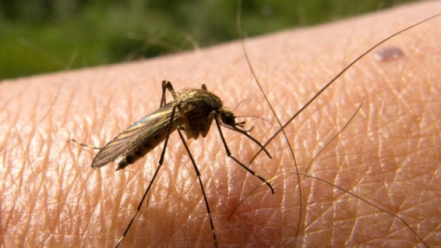 Altri casi di malaria in Italia.