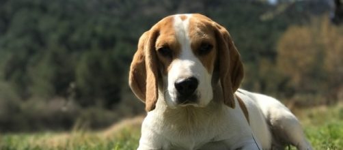 Pet, Window, Animals, Animal, Pets - (Image Credit: Animal Pets/Pixabay.com)