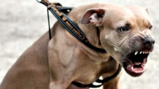Ecco un esemplare di American Pitbull