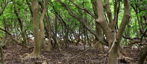 Pisonia el &aacute;rbol asesino de p&aacute;jaros