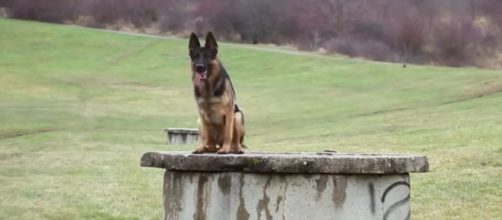 6 types of dog breeds you can have as pets. Image-Viralbe/youTube