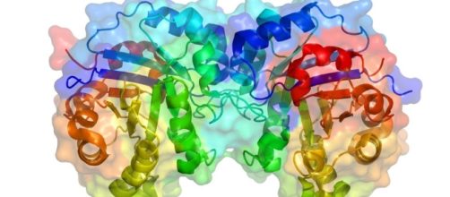 Conhe&ccedil;a as propriedades da lipase