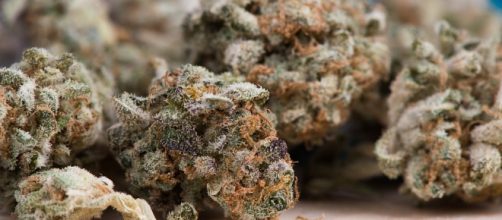 Cannabis, Marijuana, Image via pixabay.