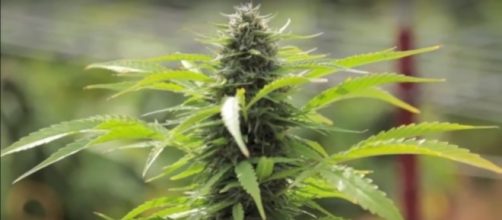 Picture of marijuana plant. (Image from StopvotingTandL/Youtube)