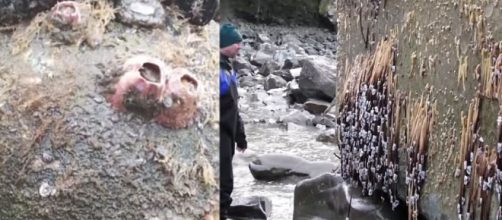 Around 300 Japanese marine creatures have crossed the Pacific Ocean since the tsunami of 2011 [Image: YouTube/New Scientist]