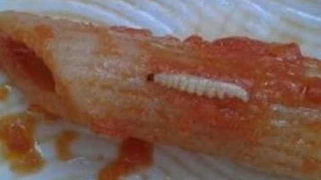 Milano, vermi nella pappa a scuola: segnalato il caso all'Ats - retenews24.it