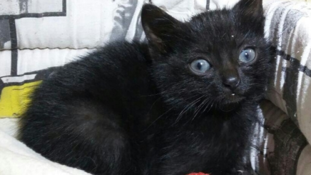 Gatti americani ereditano una fortuna