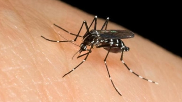 Ad Anzio segnalati casi di Chikungunya - lastampa.it