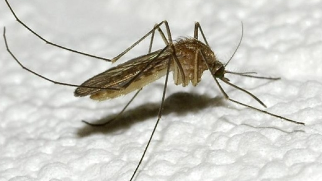 Mosquito Day&rdquo;, la malaria esiste ed &egrave; ancora mortale - La Stampa - lastampa.it