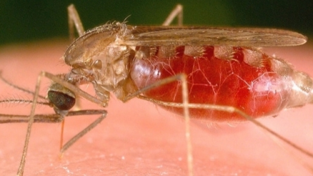 Muore di malaria a quattro anni bimba di Trento