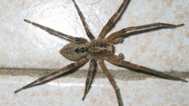 Pordenone, morsa da ragno: incubo per 25enne italiana : - newnotizie.it