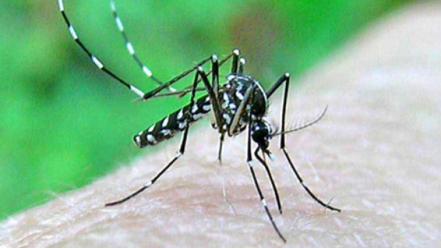 Tifo e malaria sono realmente tornate in Italia? - ilmattino.it