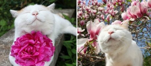 O costume de presentear com flores &eacute; muito antigo