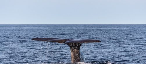 Solar storms responsible for northern lights also confuses the navigational skills of sperm whales. Image source: Pixabay