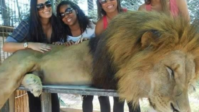 Turiste posano sorridenti accanto a un leone visibilmente stordito che in natura non si comporterebbe mai cos&igrave;. Foto: Facebook.