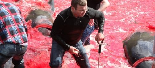 Grindadr&aacute;p o la caza de ballenas piloto