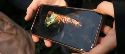 The tiger that was shot in Georgia was an escaped circus animal. [Image via YouTube/Atlanta Journal-Constitution]