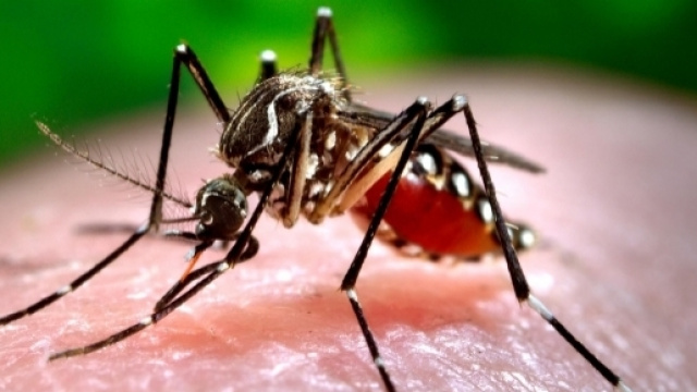 Chikungunya: contagio ad Anzio, stop alle donazioni di sangue.
