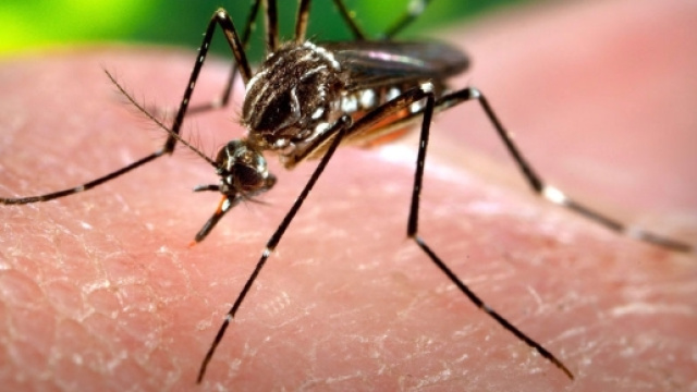 West Nile a Livorno provoca la meningite