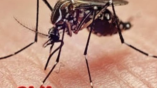 Chikungunya fever ,causes, symptoms, treatment & prevention tips ... - youtube.com