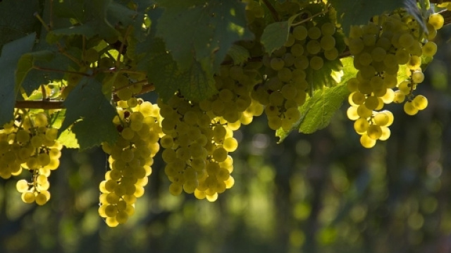 Grappoli d'uva bianca riscaldati dal sole