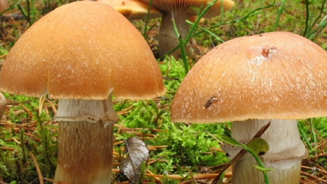 Italia e funghi, alcuni sono radioattivi