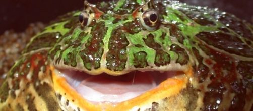 Taken by Cal Poly Pomona professor Kristopher Lappin, South American horned frog . Photo via Kristopher Lappin Flickr