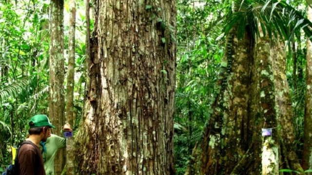 Foresta amazzonica senza alberi California senza pioggia | Demetra ... - demetra.net